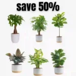 Costa Farms Real Live Plants on Sale