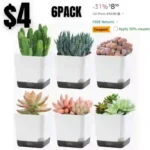 Oliz Succulent Pots, 3.1 inch Plastic Mini White Flower Planters with Drainage Hole for Indoor Office Home Plant Cactus Violet, Pack of 6