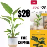 Costa Farms White Bird of Paradise, Live Houseplant in Indoor Garden Plant Pot, Large Tall Tropical Floor Plant